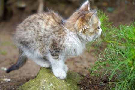 Téléchargez les photos : Mignon petit chaton jouer avec lui-même - en image libre de droit