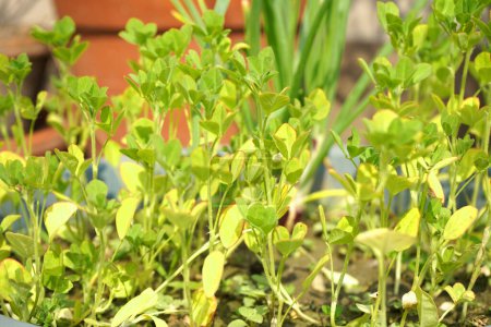 Green Newly Grown Plant in Nursery