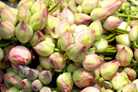 INDIAN FAMOUS FLOWER LOTUS IN SUPER MARKET FOR SELL
