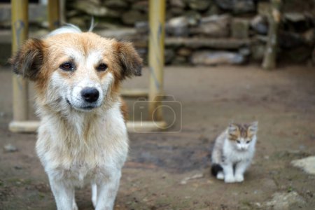  Kleines Kätzchen und Hund sind zwei beste Freunde