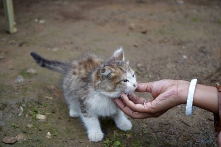 Love towards little Kitten