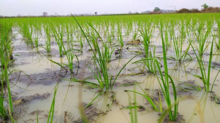 Neu angebaute Reispflanze auf dem Paddy-Feld in einem Dorf in Westbengalen
