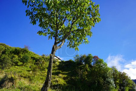 Téléchargez les photos : Arbre vert unique dans la montagne de la route de la soie, Sikkim - en image libre de droit