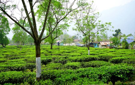 Spezielles Tee-Anwesen in Nordbengalen für riesige Teeproduktion