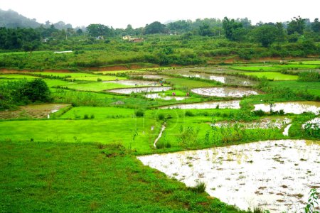 Terrassenanbau von Reis in den Bergen von Daringbadi, Odisha, Indien