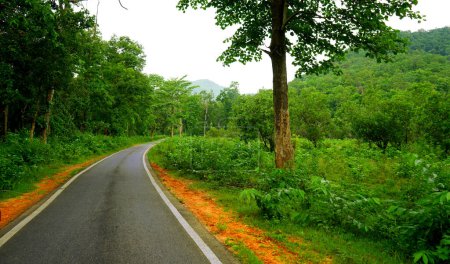 Die Straße im dichten grünen Wald von Daringbadi in Odisha