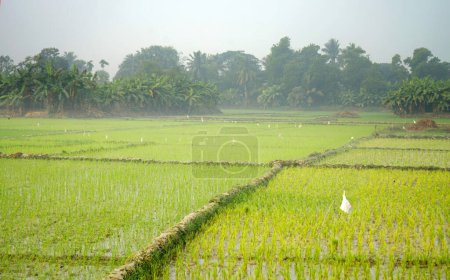 Foto de Cultivo de arroz de pueblo en la mañana de invierno - Imagen libre de derechos
