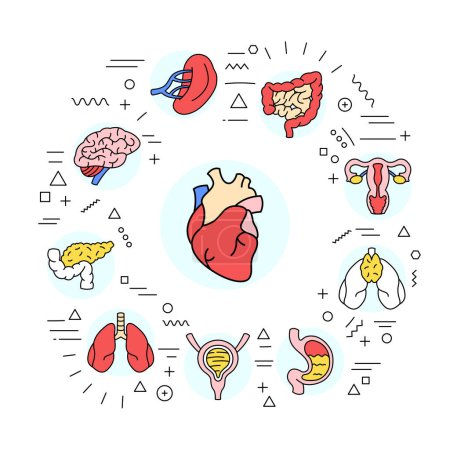 Illustration for Organs web banner. Infographics with linear icons - Royalty Free Image