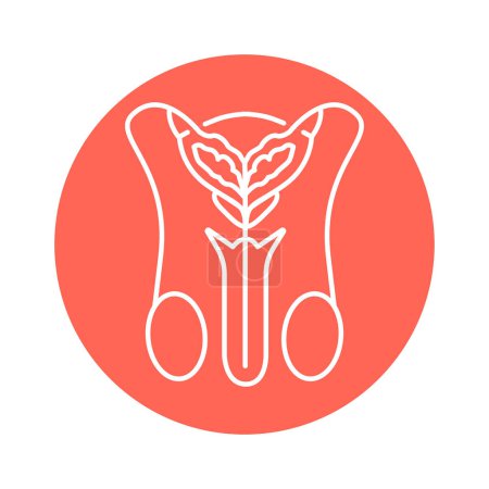 Ilustración de Sistema urinario masculino icono de línea de color. Pictograma para página web - Imagen libre de derechos