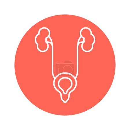 Illustration for Male genitourinary system color line icon. Pictogram for web page - Royalty Free Image
