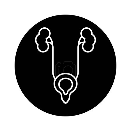 Illustration for Male genitourinary system color line icon. Pictogram for web page - Royalty Free Image