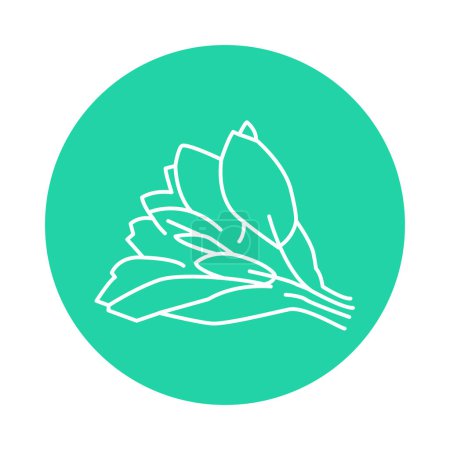 Illustration for Sage plant color line icon. Pictogram for web page - Royalty Free Image
