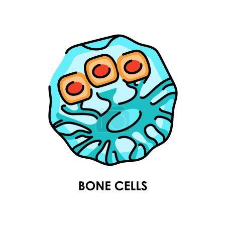 Illustration for Human bone cell color line icon. Microorganisms microbes, bacteria. - Royalty Free Image