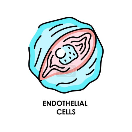 Ilustración de Icono de línea de color de células endoteliales humanas. Microorganismos microbios, bacterias. - Imagen libre de derechos