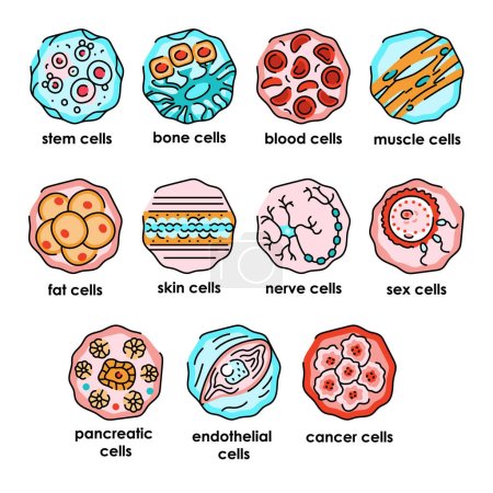 Téléchargez les illustrations : Icônes de ligne de couleur de cellules humaines définies. Microorganismes microbes, bactéries. - en licence libre de droit