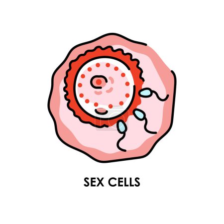 Téléchargez les illustrations : Cellules sexuelles icône de ligne de couleur. Microorganismes microbes, bactéries. - en licence libre de droit