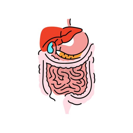 Ilustración de Icono de línea de color de órganos digestivos humanos. Organización en el organismo. - Imagen libre de derechos