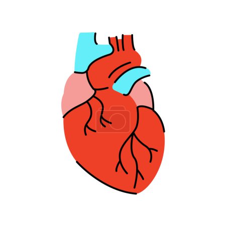 Ilustración de Icono de línea de color corazón humano. Organización en el organismo. - Imagen libre de derechos