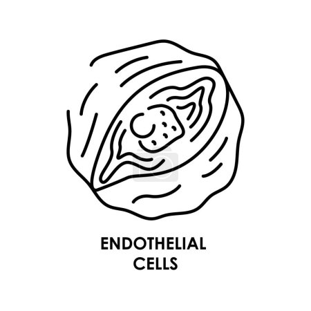 Illustration for Human endothelial cell color line icon. Microorganisms microbes, bacteria. - Royalty Free Image