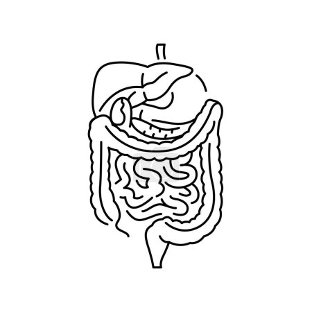 Illustration for Human digestive organs color line icon. Organisation in organism. - Royalty Free Image