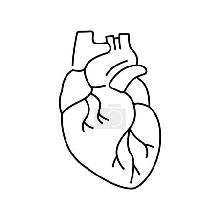 Ilustración de Icono de línea de color corazón humano. Organización en el organismo. - Imagen libre de derechos