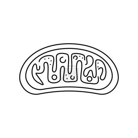 Illustration for Organelle color line icon. Organisation in organism. - Royalty Free Image