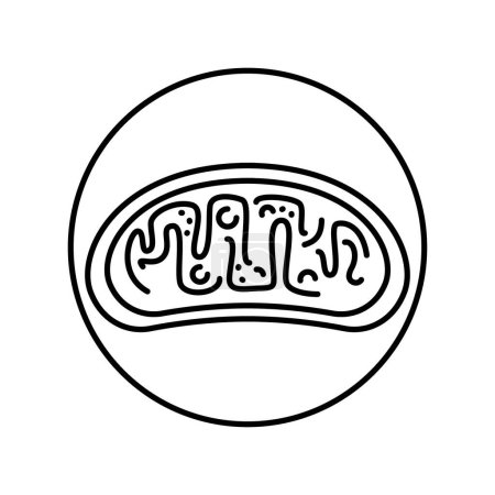 Organelle color line icon. Organisation in organism.