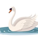 A swan swims in the lake. Vector illustration on a white background.