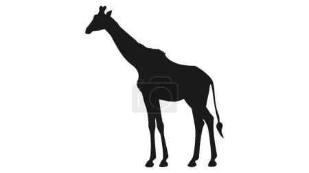 Silhouette of a giraffe isolated on white background.