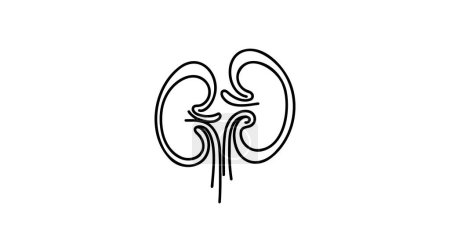 Illustration for Human kidneys with ureters one line art. Continuous line drawing of human, internal, organs, kidneys, ureters, excretory system. - Royalty Free Image
