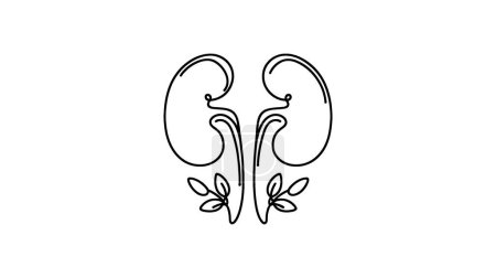 Human kidneys with ureters one line art. Continuous line drawing of human, internal, organs, kidneys, ureters, excretory system.