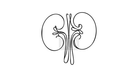 Illustration for Human kidneys with ureters one line art. Continuous line drawing of human, internal, organs, kidneys, ureters, excretory system. - Royalty Free Image