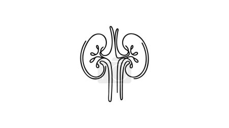 Menschliche Nieren mit Harnleiter eine Zeile Kunst. Kontinuierliche Linienzeichnung menschlicher, interner, Organe, Nieren, Harnleiter, Ausscheidungssystem.