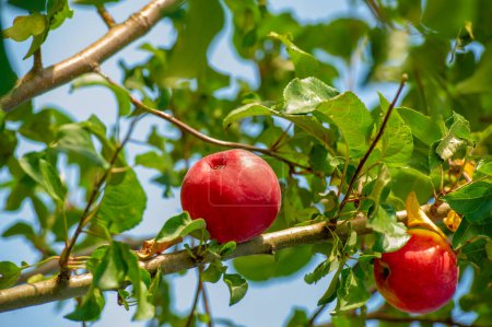Téléchargez les photos : Paysage d'été, pommes sauvages, fin août, fruit rond d'un arbre de la famille des roses, qui a généralement une peau rouge ou verte mince et une chair croustillante. - en image libre de droit