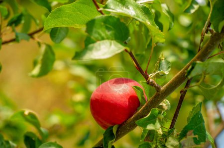 Téléchargez les photos : Paysage d'été, pommes sauvages, fin août, fruit rond d'un arbre de la famille des roses, qui a généralement une peau rouge ou verte mince et une chair croustillante. - en image libre de droit