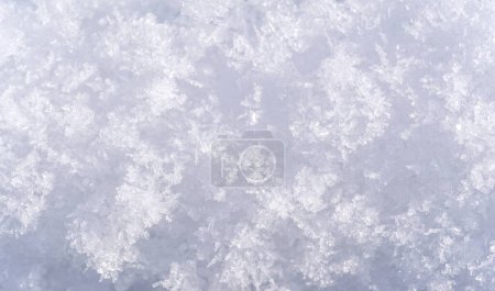 Photo for Snow covering the ground, trees, grass. I wonder if snow loves trees and fields, what kisses them so tenderly? And then he covers them tightly, you know, with a white quilt - Royalty Free Image