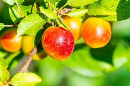 Téléchargez les photos : Prunus cerasifera est une espèce de prune connue sous les noms communs prune cerise et prune d'équilibre mondial. Originaire du sud-est de l'Europe et de l'Asie occidentale, il est naturalisé dans les îles Britanniques. - en image libre de droit