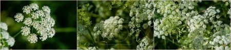 Achillea millefolium, Yarrow es una planta medicinal con numerosos beneficios para la salud. Su nombre en inglés proviene del nombre sajón gearwe. La palabra holandesa gerw también está relacionada con la milenrama.