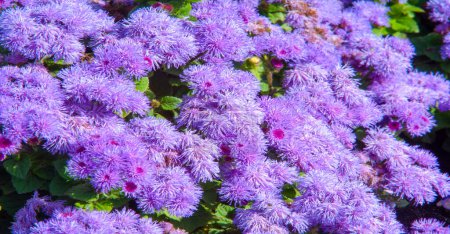 Ageratum flowers come from the Greek word "geras", which means "never aging", Soft fluffy flowers are graceful and feathery, often delightfully fragrant