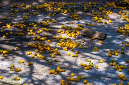 A carpet of overripe apricots in a bright yellow hue A visual representation of abundant and decaying fruit Symbolizes the cycle of life and decay in nature