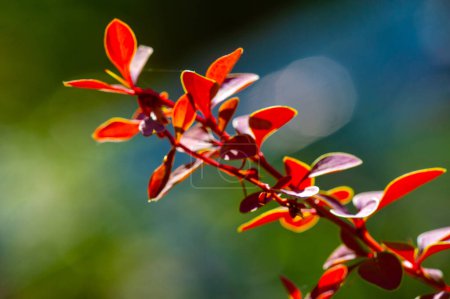 Decorative barberry. Adds a pop of color to any garden or landscape. A plant option that does not require special care. It is drought tolerant and adapts to various soil types.