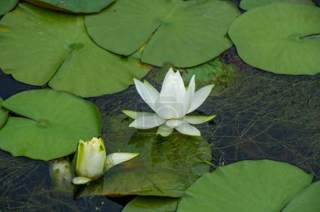 Lotus. Nelumbo. Nymphaeaceae. Seerose. Symbol der Reinheit und Erleuchtung. Kommt in einer Vielzahl von Farben wie rosa, weiß und gelb. Gemeinhin mit Buddhismus und Hinduismus in Verbindung gebracht.