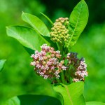 Asclepias syriaca, common spurge, butterfly flower, silkworm, Pure calm in one frame! Look at this elegant white flower adorning its green companion plant. Calm Bloom