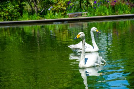 Swans in the Park Pond, Majestic Elegance Witness the beauty of nature as these two swans glide gracefully through the calm waters of the park, the perfect embodiment of serenity and grace.