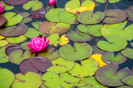 Immerse yourself in the enchanting world of water lilies - their vibrant colors and exquisite petals create a picturesque scene that reminds us of the need for the simple pleasures of life. Nature Palette