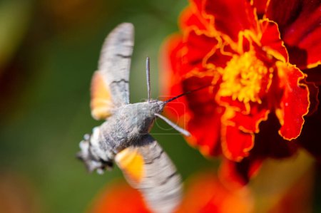 Ein atemberaubendes Bild einer Falkenmotte auf einer lebendigen Blume. NatureIn Focus zeigt die Schönheit der Natur Atemberaubende Farbtöne und anmutige Bepflanzung schaffen eine faszinierende Szenerie.