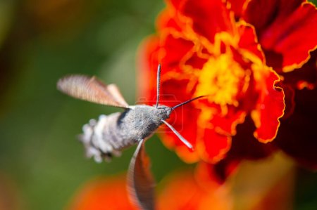 Vorgestelltes Bild: Eine lebendige Falkenminiermotte sitzt auf einer bunten Blume. NatureIn Focus fängt die Schönheit der Natur ein. Dieses Bild zeigt atemberaubende Formen und exquisite Details.