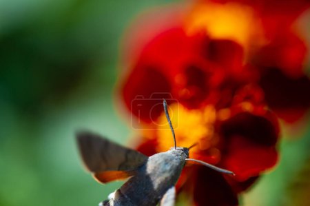 Auf einer hellen Blume sitzend ist ein schöner Falkenfalter abgebildet. NatureIn Focus fängt die atemberaubenden Farben der Schönheit der Natur ein. Die perfekte Kombination aus eleganten Details und lebendigen Farben.