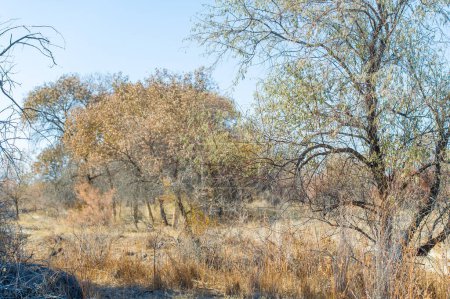 Herbst, Steppe. Prärien. turanga, Während die goldenen Herbstfärbungen die Wüste umhüllen, bieten diese widerstandsfähigen Bäume einen atemberaubenden Kontrast zu den riesigen Weiten des trockenen Landes. Nachhaltigkeit