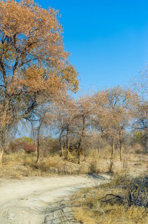 Spüren Sie die Schönheit des Herbstes in der Steppe und Prärie. Entdecken Sie den einzigartigen Turanga-Baum. Tauchen Sie ein in die Naturlandschaften der Region.